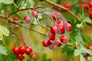 Hawthorn berries. Crataegus laevigata