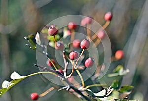 Hawthorn berries, Crataegus monogyna