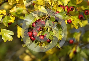 Hawthorn Berries