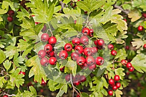 Hawthorn berries img