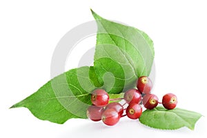 Hawthorn berry img