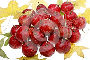 Hawthorn berry in autumn