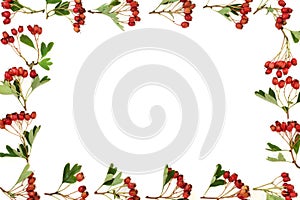 Hawthorn Berry Background Border