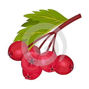 Hawthorn Berry Branch with Cluster of Red Round Small Pome Fruits Vector Illustration