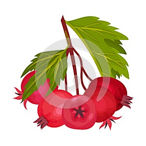 Hawthorn Berry Branch with Cluster of Red Round Small Pome Fruits Vector Illustration