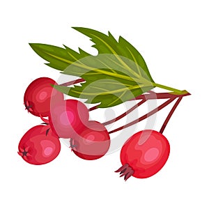 Hawthorn Berry Branch with Cluster of Red Round Small Pome Fruits Vector Illustration