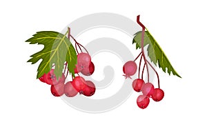 Hawthorn Berry Branch with Cluster of Red Round Small Pome Fruits Vector Set