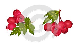 Hawthorn Berry Branch with Cluster of Red Round Small Pome Fruits Vector Set