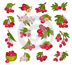 Hawthorn Berry Branches with Red Round Small Pome Fruits Big Vector Set