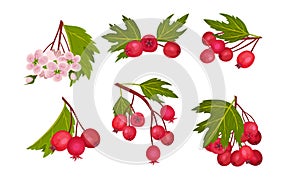 Hawthorn Berry Branches with Red Round Small Pome Fruits Vector Set