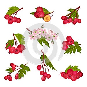 Hawthorn Berry Branches with Red Round Small Pome Fruits Vector Set