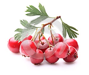 Hawthorn berry img