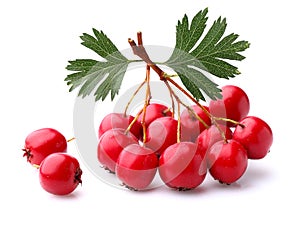 Hawthorn berry