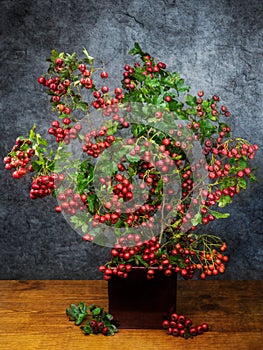 Hawthorn berry still life decoration indoors. Crataegus monogyna.