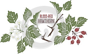 Hawthorn blood red in color drawing vector illustration