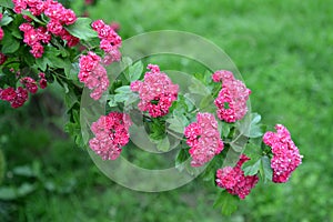 Hawthorn blood-red Crataegus sanguinea Pall.. A branch with flowers photo