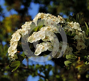 Hawthorn blossom, in bright sunlight.