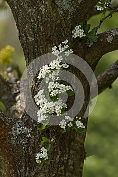 Hawthorn Blossom photo