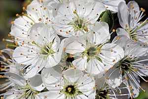 Hawthorn Blossom in Sunlight