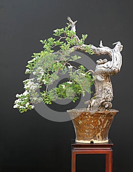 Hawthorn bonsai in bloom