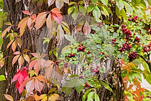 Hawthorn branch with berries and colorful vine leafs climbing up at a tree stem