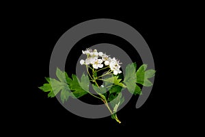 Hawthorn branch CrataÃÂ©gus monÃÂ³gyna with white flowers isolated on a black background close up
