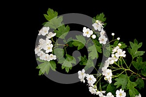 Hawthorn branch CrataÃÂ©gus monÃÂ³gyna with white flowers isolated on a black background