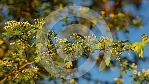 Hawthorn branches with flowers in the morning, close-up