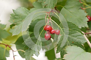 Hawthorn branches with the ripening bright orange berries, a close up horizontally