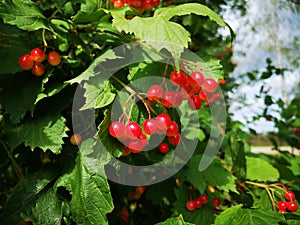 Hawthorn bush with berries in the village