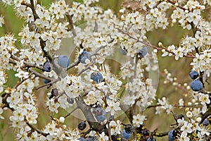 Hawthorn bush with black berries and white blossoms