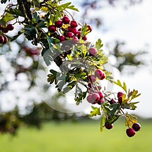 Hawthorn Bush Red Berries