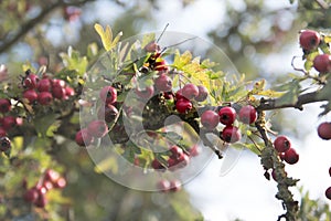 Hawthorn Bush Red Berries