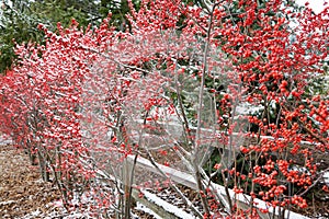 Hawthorn bushes