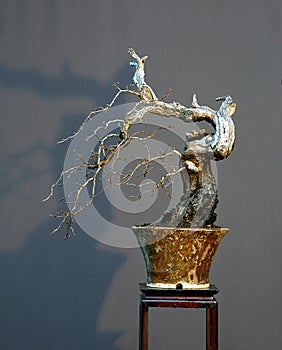 Hawthorn cascade bonsai in winter