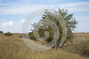 Hawthorn (Crataegus)