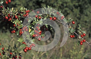 Hawthorn, Crataegus monogyna