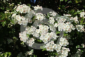 Hawthorn, crataegus monogyna, blossom