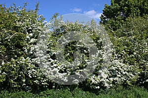 Hawthorn, Crataegus monogyna, blossom in spring