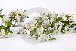 Hawthorn (Crataegus monogyna) flowers isolated on white background