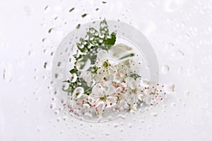 Hawthorn (Crataegus monogyna) flowers isolated on white background