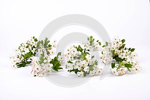 Hawthorn (Crataegus monogyna) flowers isolated on white background