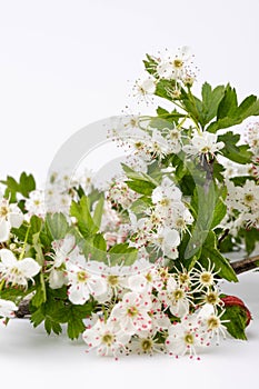 Hawthorn (Crataegus monogyna) flowers isolated on white background