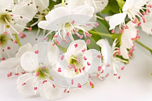 Hawthorn (Crataegus monogyna) flowers isolated on white background