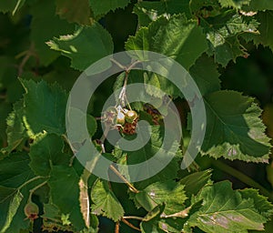 Hawthorn or Crataegus submollis, deciduous shrub or small tree in spring in the Botanical Garden of the city of Dnipro in Ukraine