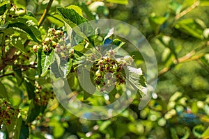 Hawthorn or Crataegus submollis, deciduous shrub or small tree in spring in the Botanical Garden of the city of Dnipro in Ukraine