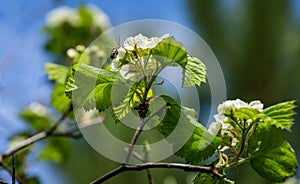 Hawthorn Crataegus submollis mazing blossom. Close-up white flowers on background of long spiny branches of hawthorn