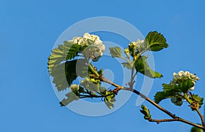 Hawthorn Crataegus submollis mazing blossom. Close-up white flowers on blue sky background