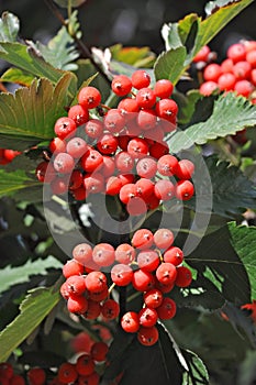 Hawthorn Crataegus submollis Sarg.