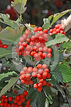 Hawthorn (Crataegus submollis Sarg.)